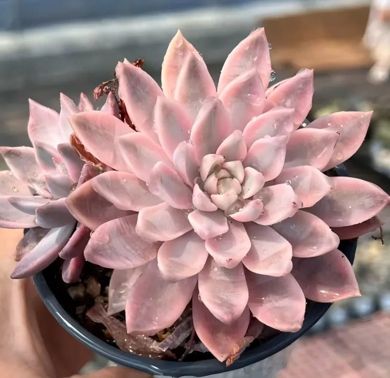 Echeveria Galina Soil Song