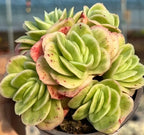 Variegated echeveria succulent rosette with green, cream, and pink speckled leaves