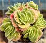 Echeveria Ice Rose Variegated Soil Song