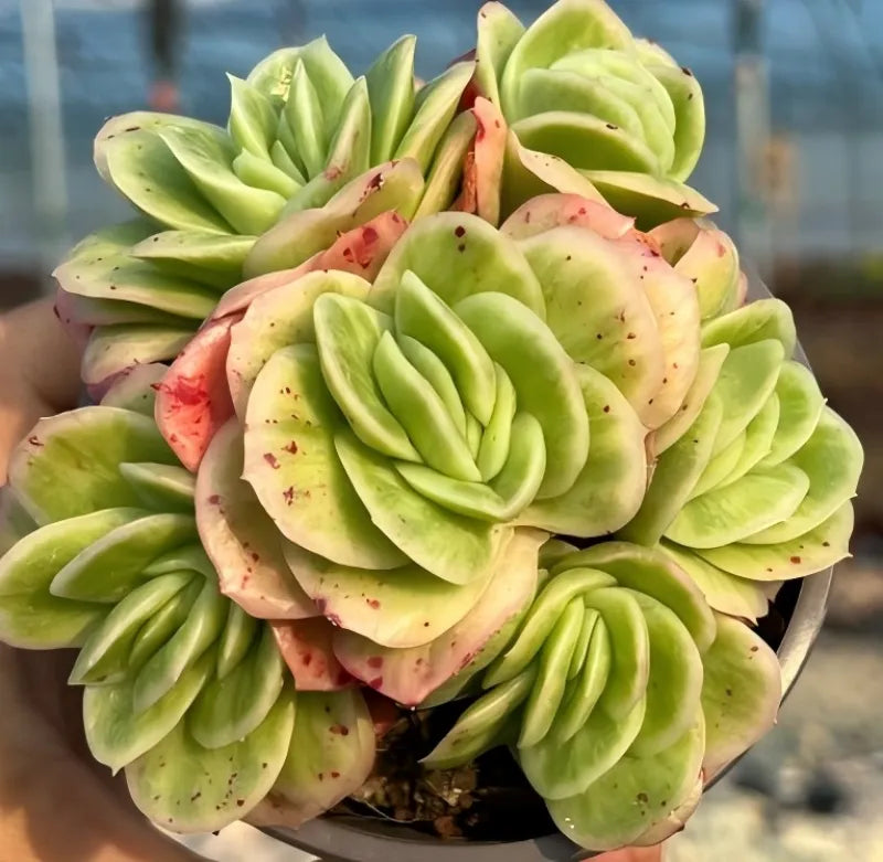 Variegated echeveria rosette cluster with pale green and cream leaves, pink blotches