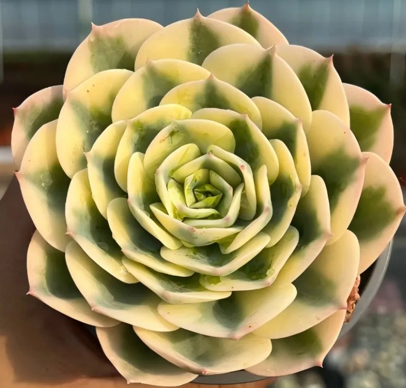 Variegated echeveria rosette succulent with pale green and cream layered leaves