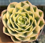 Echeveria Glauca Variegata Soil Song