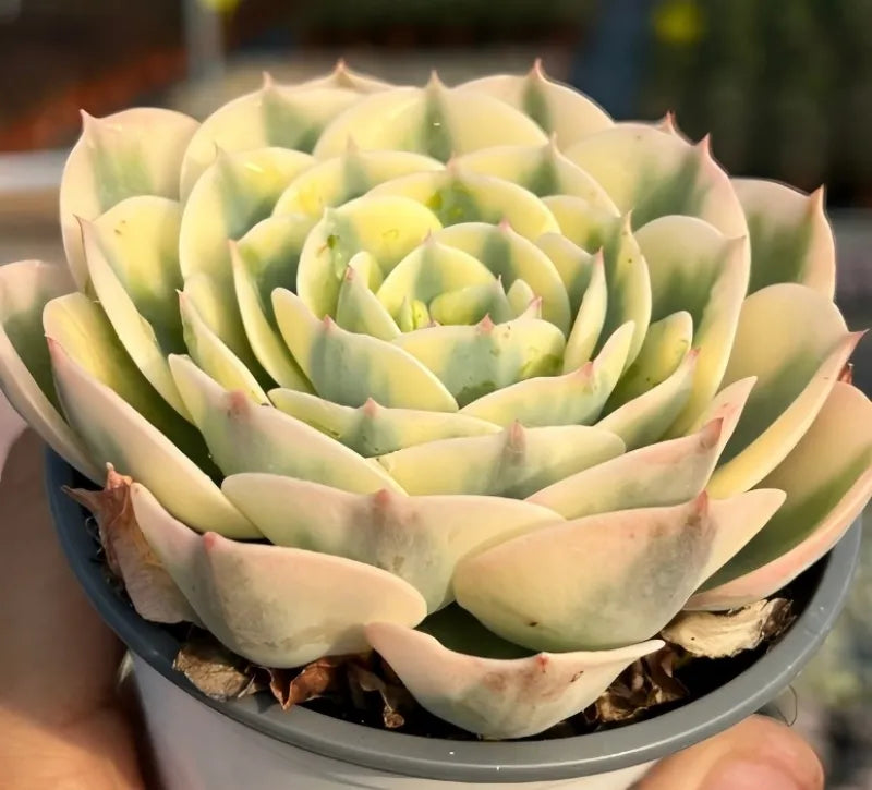 Echeveria Glauca Variegata Soil Song
