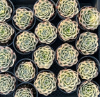 Tray of variegated echeveria rosette succulents with pale green and cream leaves