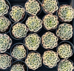 Echeveria Glauca Variegata Soil Song