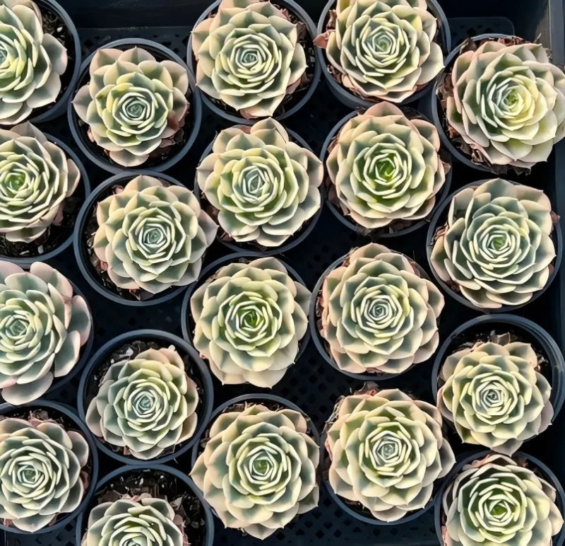 Echeveria Glauca Variegata Soil Song