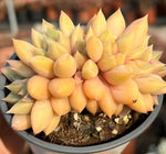Echeveria Golden Ivory f. Cristata Soil Song