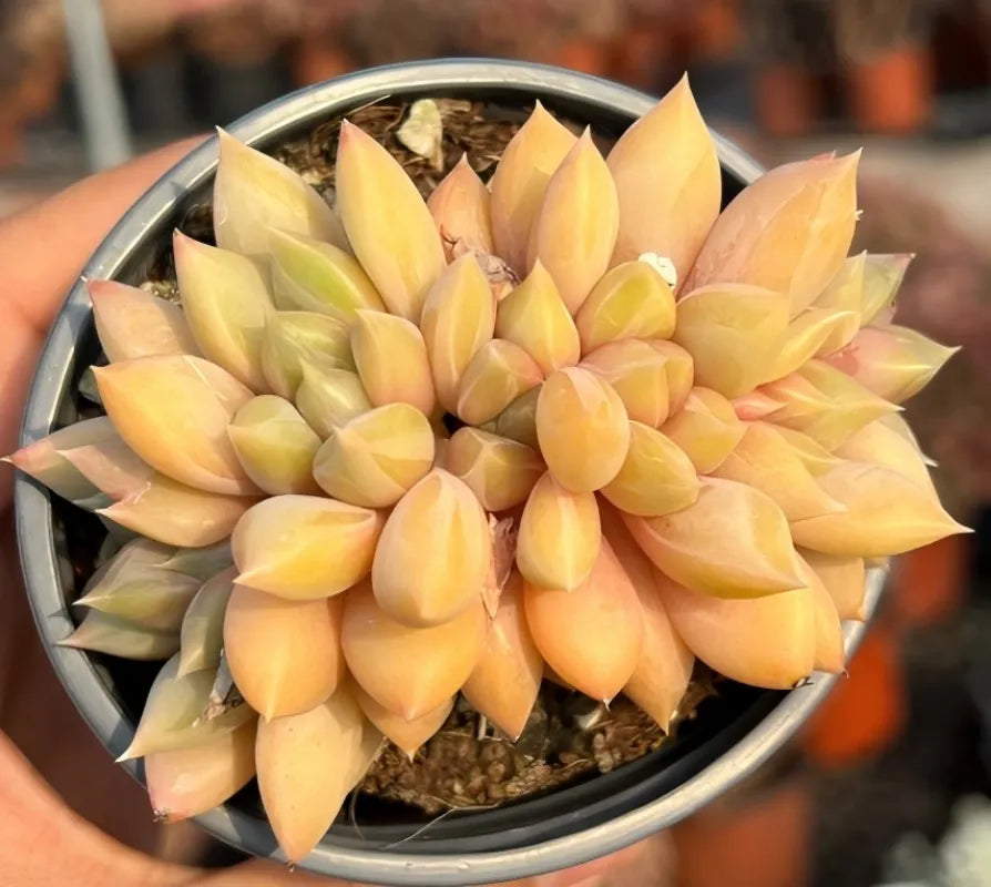 Echeveria Golden Ivory f. Cristata Soil Song