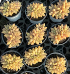 Group of echeveria golden ivory crested succulents in black tray, small rosettes