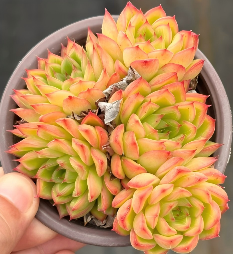 Echeveria Golden Light Cluster Soil Song