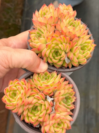 Echeveria succulent rosette cluster, two pots with pink and green leaves