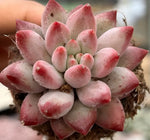 Echeveria Goldfish Hime Soil Song