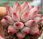 Pink and light green Echeveria succulent rosette with thick pointed leaves in a small pot