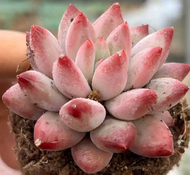 Echeveria Goldfish Hime Soil Song