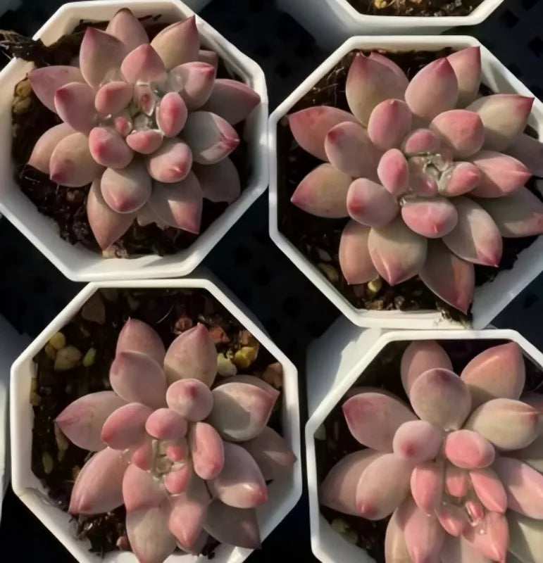 Set of Echeveria succulent rosettes in separate pots, pink-edged pointed leaves and green centers