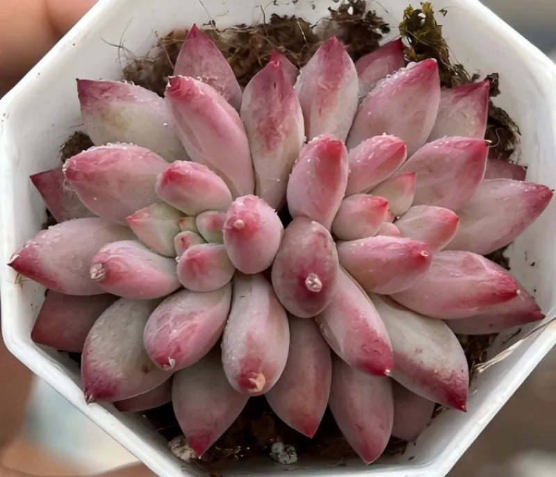 Pink succulent rosette cluster with pointed fleshy leaves in white planter