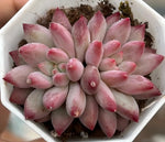 Echeveria Goldfish Hime Cluster Soil Song