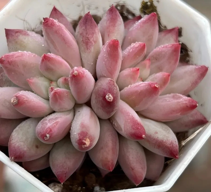Echeveria Goldfish Hime Cluster Soil Song