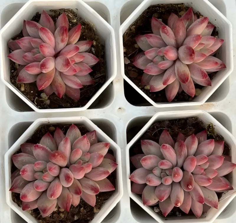 Echeveria Goldfish Hime Cluster Soil Song