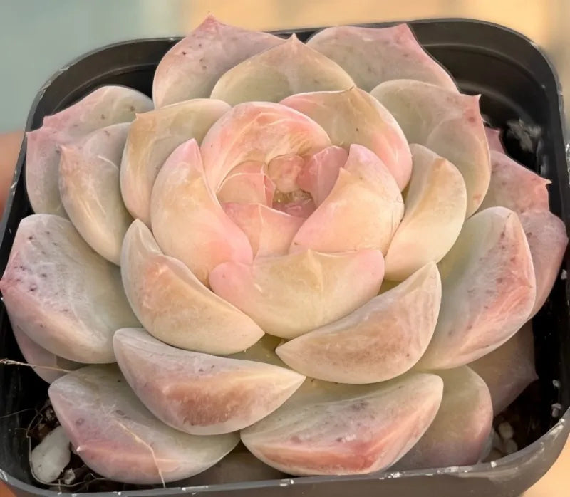 Pastel pink and cream echeveria rosette succulent in black pot