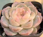 Echeveria Good Mood Soil Song