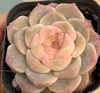 Peach and cream echeveria rosette succulent in black grow container