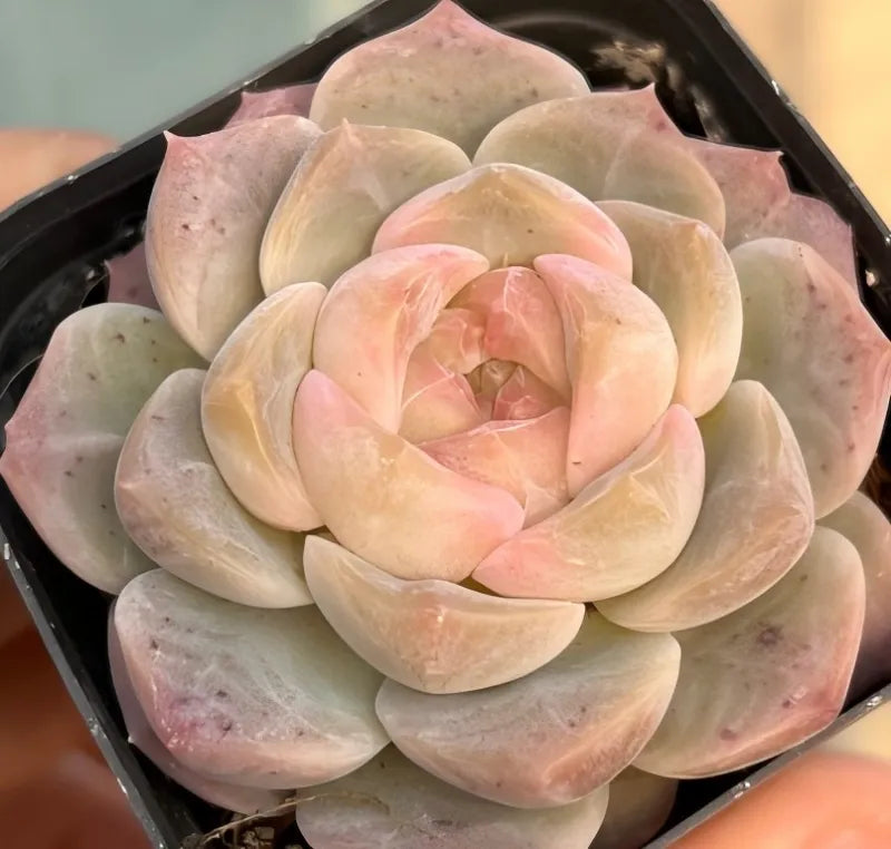 Echeveria Good Mood Soil Song