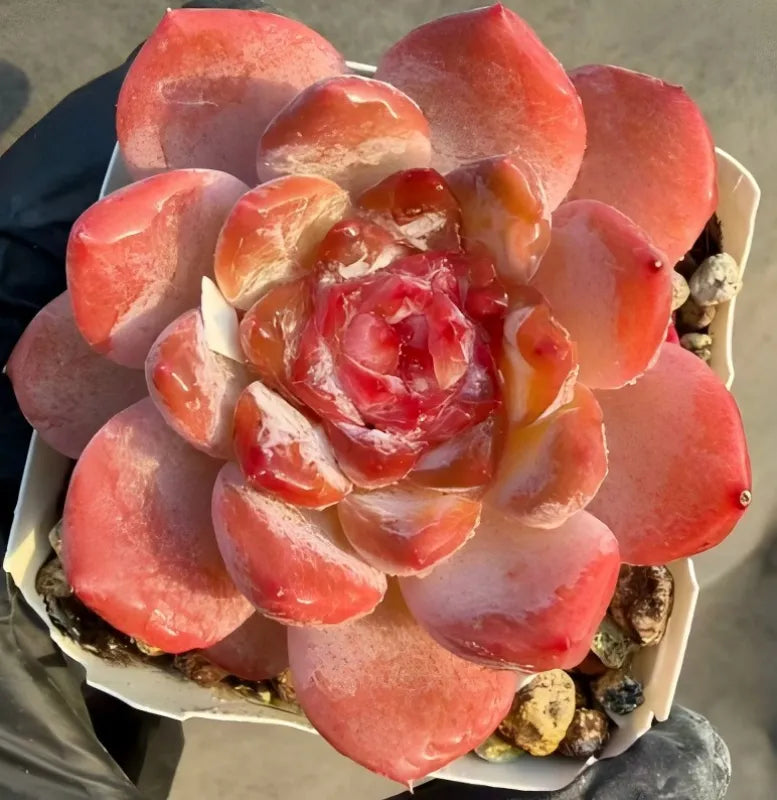 Echeveria Grace Soil Song