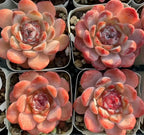 Collection of orange-pink echeveria rosette succulents in square trays