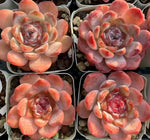 Echeveria Grace Soil Song