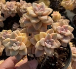 Echeveria Graptoveria Titubans Variegated Cluster Soil Song