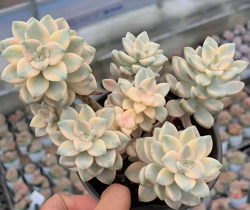Echeveria Graptoveria Titubans Variegated Cluster Soil Song