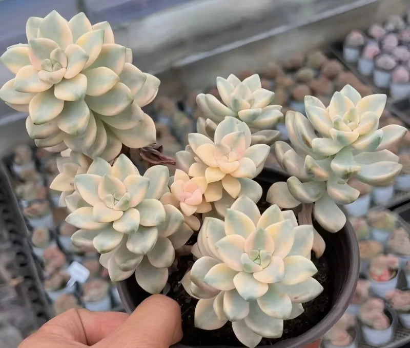 Variegated succulent cluster in pot, pale peach-tinted blue rosette leaves