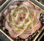 Echeveria rosette succulent with green center fading to pink-purple outer leaves