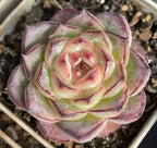 Echeveria rosette succulent with pale green center and pink-purple leaf edges