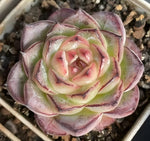Echeveria Green Bodhi Nigra Soil Song