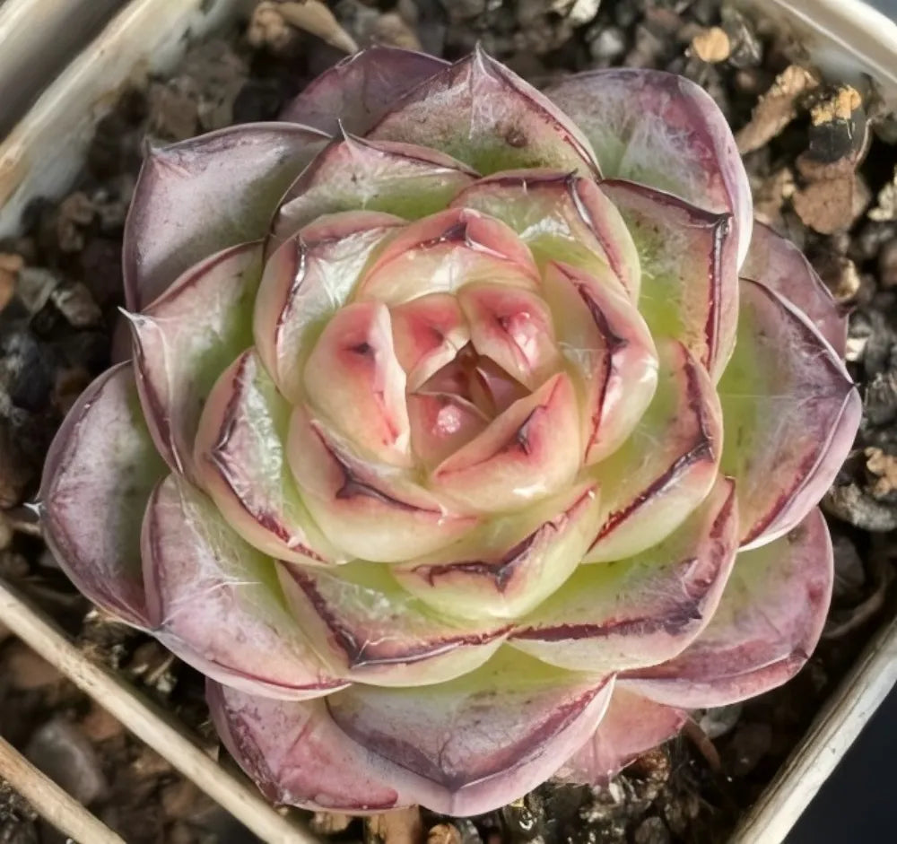 Echeveria Green Bodhi Nigra Soil Song