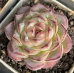 Echeveria Green Bodhi Nigra Soil Song