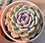 Echeveria Hamburger Soil Song
