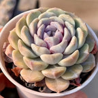 Rosette succulent in shallow pot, creamy green outer leaves with purple centers