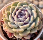 Echeveria Hamburger Soil Song
