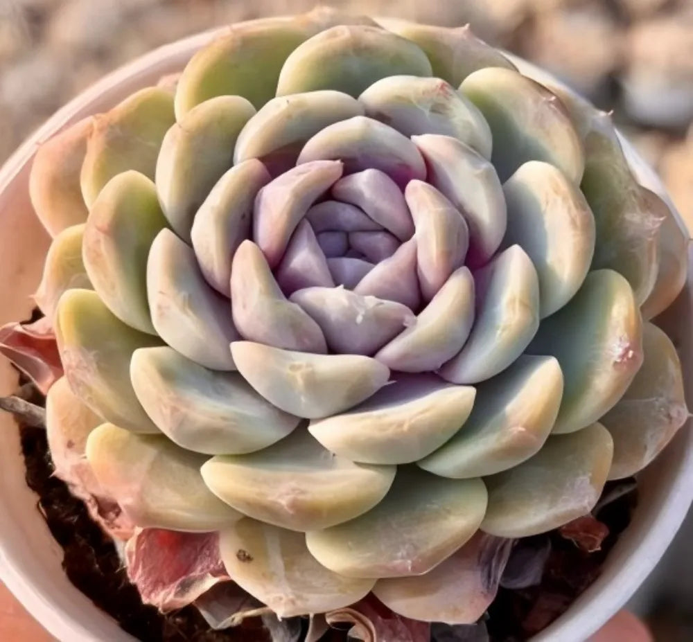 Echeveria Hamburger Soil Song