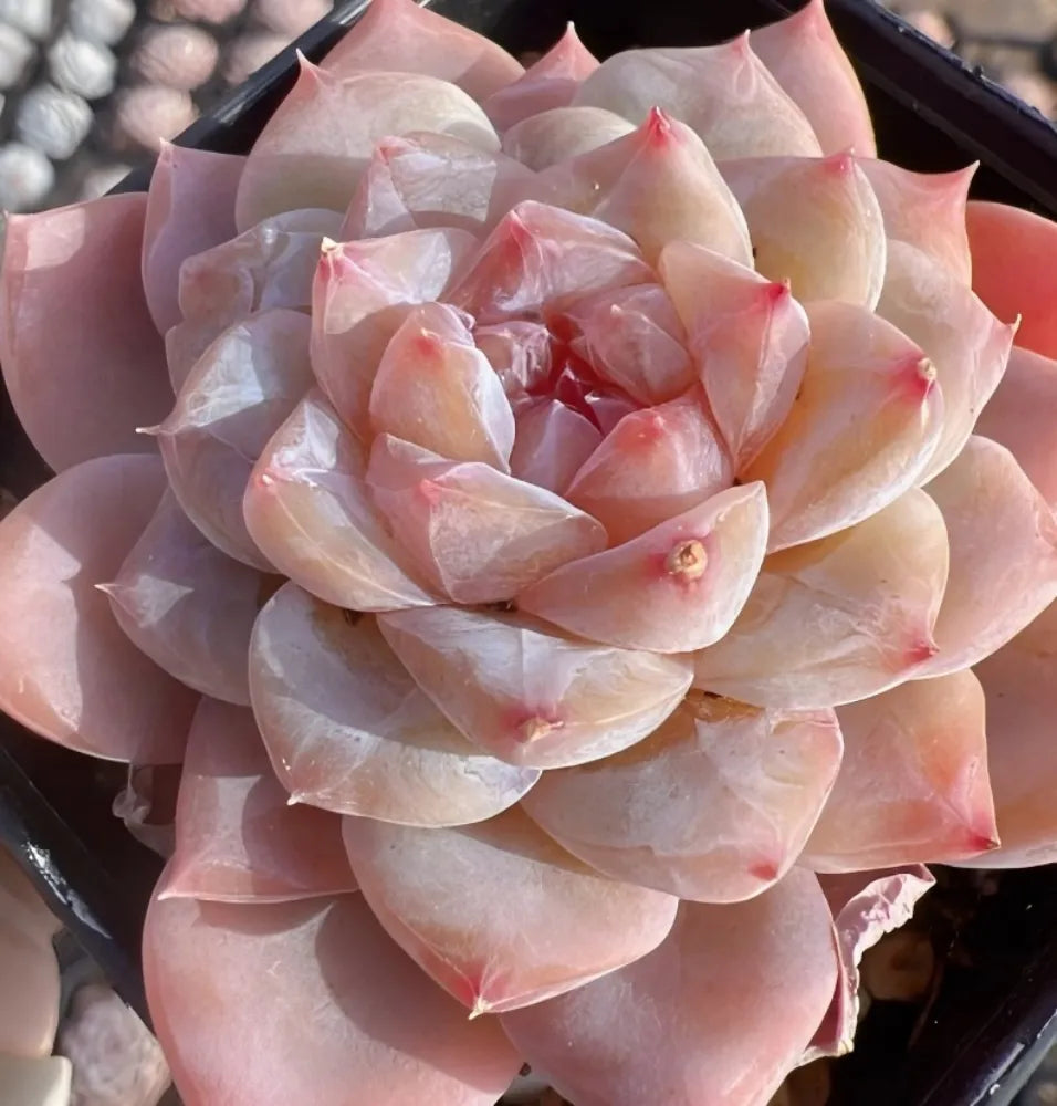 Echeveria Honey Candy Soil Song