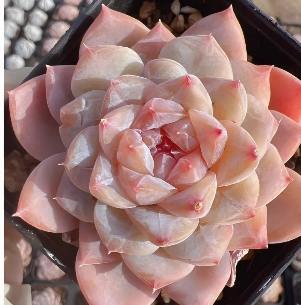 Echeveria Honey Candy succulent rosette with pale pink and cream layered leaves