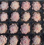 Tray of Echeveria Honey Candy succulent rosettes in small pots, pale pink and cream