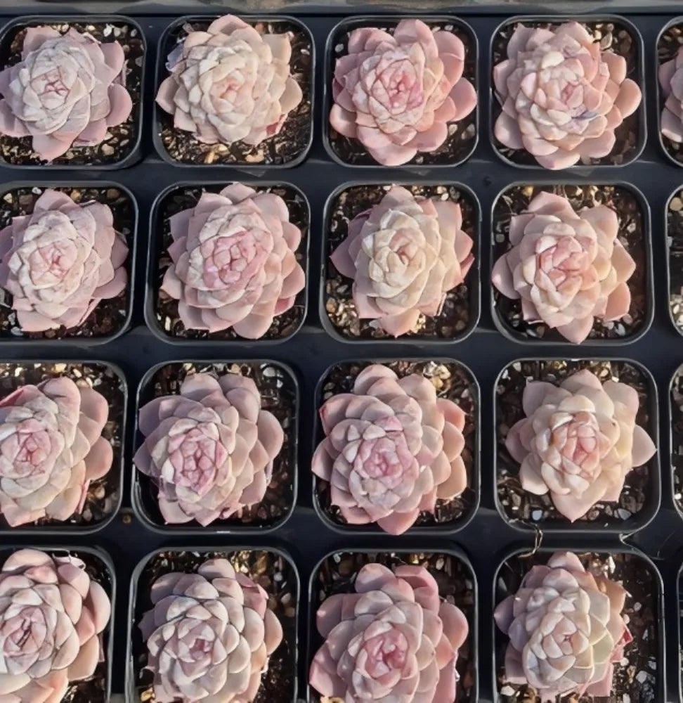 Echeveria Honey Candy Soil Song