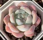Echeveria Ice Dream Soil Song