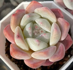 Echeveria Ice Dream Soil Song