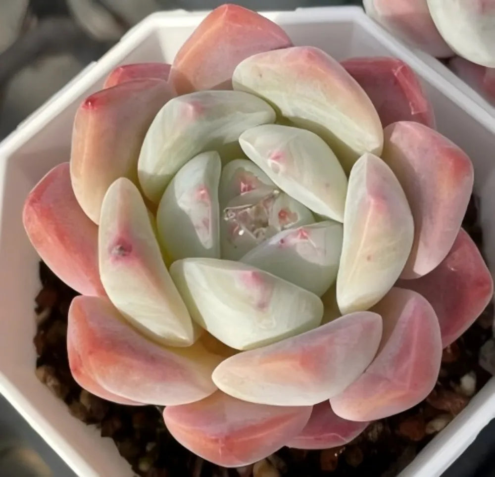 Echeveria Ice Dream Soil Song