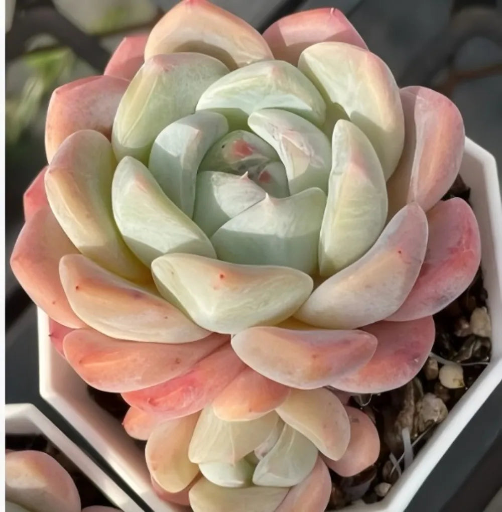 Echeveria Ice Dream succulent rosette with icy pale green center and pink outer leaves